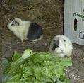 Pretty and Grandma the guinea pigs enjoy a lettuce lunch